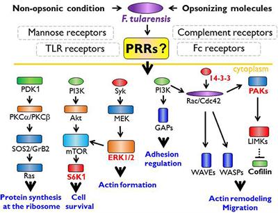 Innate Immune Recognition: An Issue More Complex Than Expected
